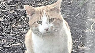 Woman gets big surprise at door after losing her cat