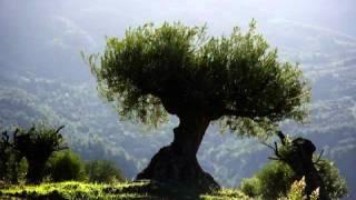 Pablo de Sarasate-Serenata Andaluza
