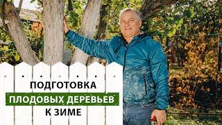 Как правильно подготовить деревья к зиме, чтобы улучшить урожайность