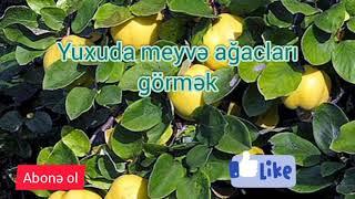 Yuxuda meyvə ağacları GÖRMƏK. SƏSLİ