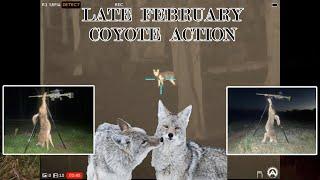 Late February Coyote Mating Action