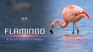 Flamingo - A Visual Symphony of Nature – [Hindi] – Infinity Stream