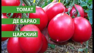 Томат ДЕ БАРАО ЦАРСКИЙ, правда дает царский урожай вкусных томатов, считается лучшим из ДЕ БАРАО