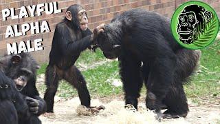 Big Alpha Male Chimp Plays Affectionately With Young Chimps