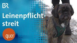 Hundehalter in Aufruhr: Streit um Leinenpflicht | quer vom BR