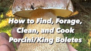 How to Find, Forage, Clean, and Cook Porcini/King Boletes (Boletus edulis) in California