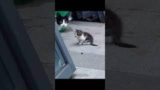 MOTHER CATS PROTECTING 