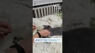 кот без забот, отдых , жизнь одного Жулика