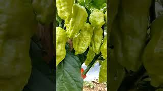 King chilli farming #farming #chilli #harvesting #ytshort