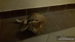 Няшный котик