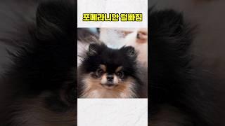 포메라니안 털빠짐 정말로 많이 빠질까?