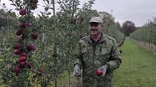 Сорт яблони Ред Айдаред, мои наблюдения.