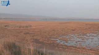 Birdwatching at Evros Delta