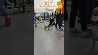 Квадробер кошка пришла в приют для собак Домик Мелкашей.