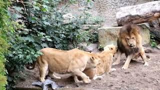 Fat lioness Vs Male Lion in a zoo [Who will eat first?]