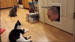 Where are you going, crazy?!  Funny video with cats and kittens for a good mood! 