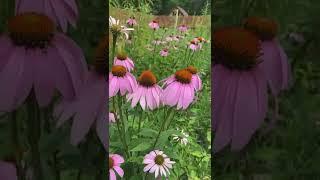 Coneflower (Echinacea purpurea) blooming in the #pollinatorgarden for #bumblebees + butterflies joy.