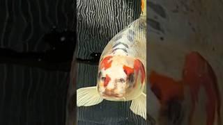 Рыба с ЧЕЛОВЕЧЕСКИМ лицом. #новости #новостимира #news