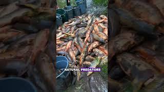 for fishing lovers the Mississippi River feels like paradise  #delicous #facts #streetfood #cooking