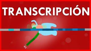 TRANSCRIPCIÓN (ADN a ARN) y su PROCESAMIENTO