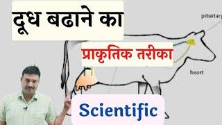 दूध बढाने का प्राकृतिक तरीका Scientific D D Ramawat
