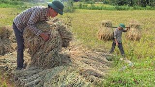 1 Day Work - Harvesting Rice And Taking Care Of Pigs  Chickens - At the Farm | Solo Survival