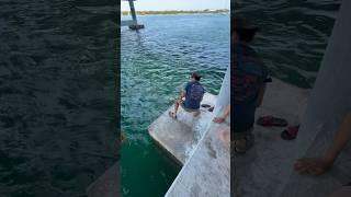 Giant Goliath Grouper Hooked From Bridge #goliathgrouper #keysfishing #inshorefishing #saltwater