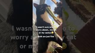 #cat versus #cactus#aussielife#tuxedocat#taylorswift#catsinaction#lovecats#кот#кактус#австралия#пп