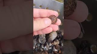 Поиск монет в реке, нашёл советскую монету #metaldetecting #metaldetector #treasure #коп