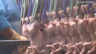 An inside look at 'chlorine washed' chicken process used in US