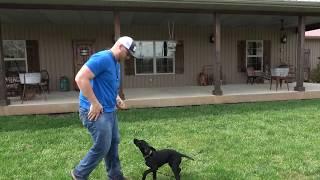 Teaching your dog/puppy to "COME" when called