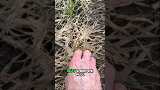 Snow Mold in Wheat: Assessing Crop Health