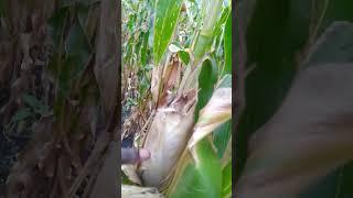 Maize ready for Harvesting in Homa Bay,