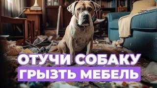 ТОП рекомендации как отучить собаку грызть все подряд! Настоящие ПРИЧИНЫ такого поведения!