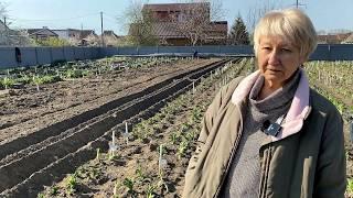 Пересадка лилейников весной / Сад Ворошиловой