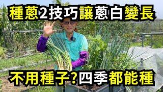 種蔥如何讓蔥白長長一點?分享2個簡單技巧讓蔥白變長的方法，整株蔥枝白胖好吃| 阿星種植