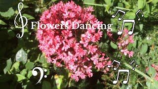 Flowers Dancing in the Wind: Mindfulness Music (432hz)