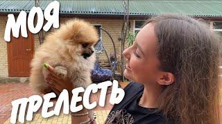 Проверяю как растёт мой ЩЕНОКчерез 15 дней заберу его!!!!