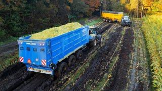 Mais 2024 | Modderen | New Holland FR700 | 3x New Holland T7 | Joosen