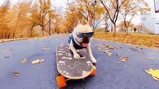 Dog skates and enjoys the view, it's so beautiful!