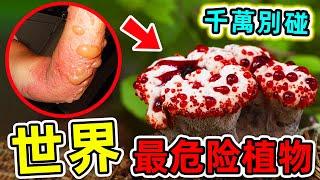 全世界最危險的10種植物！每年600萬人因它喪命，第一名竟然就在我們身邊！|#世界之最top #世界之最 #出類拔萃 #腦洞大開 #top10 #最危險植物