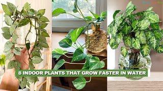 8 Indoor Plants that Grow Faster in Water