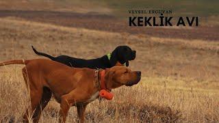 DOĞU ANADOLU KEKLİK AVIPARTRİDGE HUNTİNGİLİZ POİNTER AV KÖPEKLERİ İLE  FERMADA KEKLİK AVIHUNDOWN