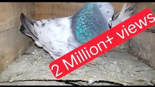 Pigeon sound