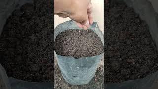 growing tomato from seeds