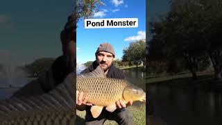 Big common carp in a neighborhood pond. #shorts #carp #carpfishing