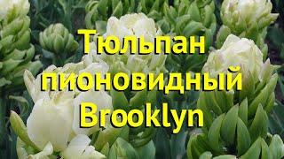 Тюльпан пионовидный Бруклин. Краткий обзор, описание характеристик tulipa Brooklyn