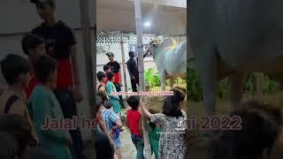 Jalal house Qurbani 2022