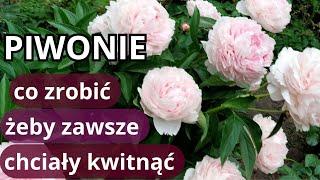 PIWONIE nie kwitły - zrób to koniecznie teraz, błędy w uprawie piwonii