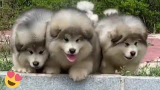 Baby Alaskan Malamute Puppies RunningFunny And Cute Puppies Compilation